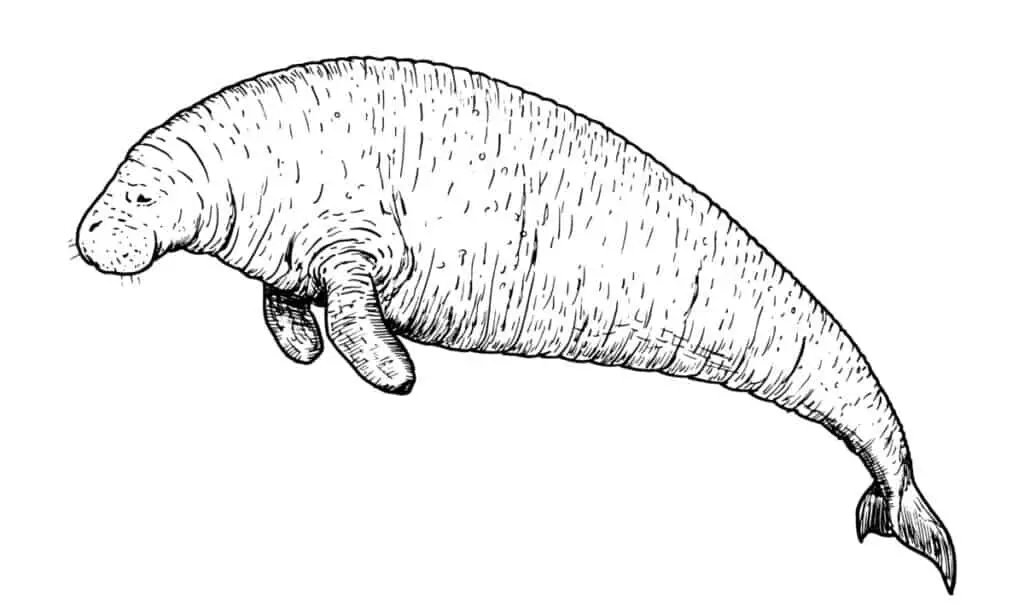 Drawing of Steller's sea cow - hand sketch of extinct mammal