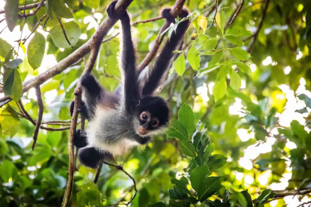 Cute adorable spider monkey close up natural habitat in jungle on the tree