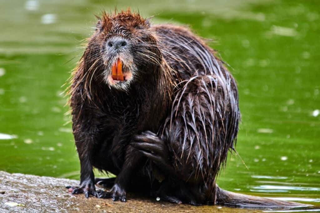 Eurasian beaver (castor fiber) sitting on a rock near water