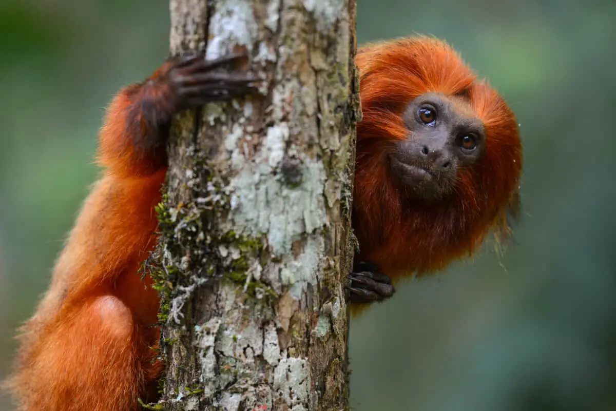 What Are The Predators Of Golden Lion Tamarins?