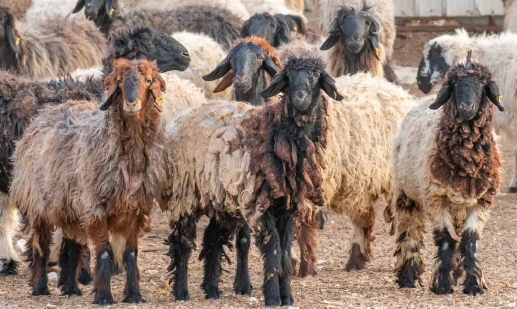 Pygora goats