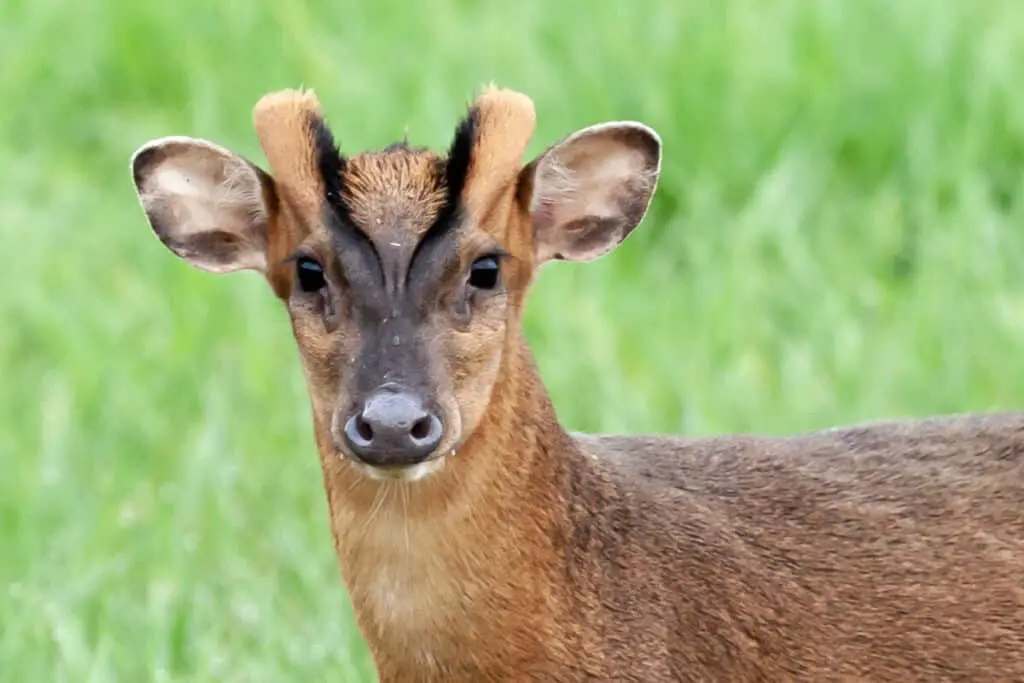 Reeves Muntjac deer close up in Norfolk England. Brown wild animal in natural landscape looking at the camera