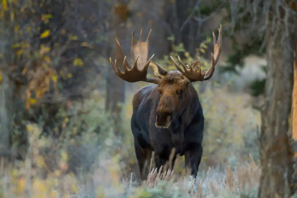 standing shiras moose in Wyoming