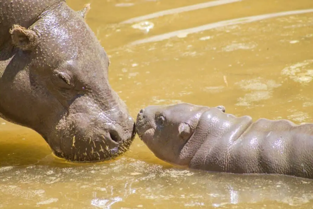 Mom and baby pygmy hippopotamus