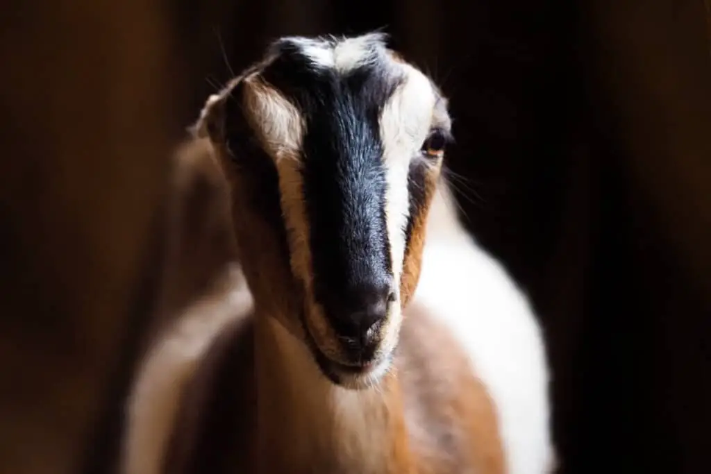 American Lamancha goat, adorable pet american lamancha goat, breed of earless goats