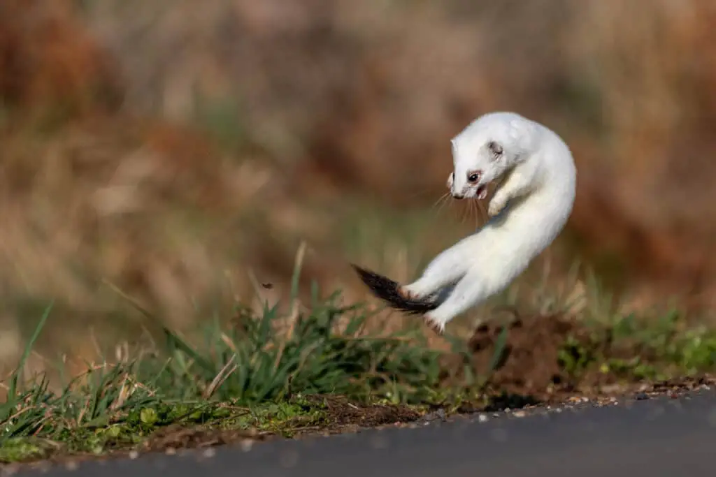 A selective of a short-tailed weasel (Mustela erminea) in white winter fur