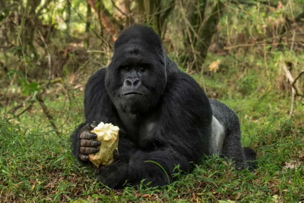 Mountain gorilla - Gorilla beringei, endangered popular large ap