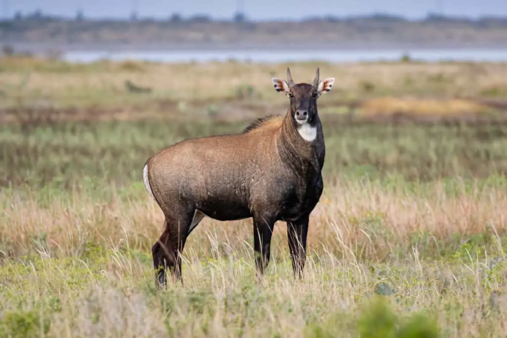 Nilgai (Baselaphus tragocamelus) bull in Texas coastal prairie habitat