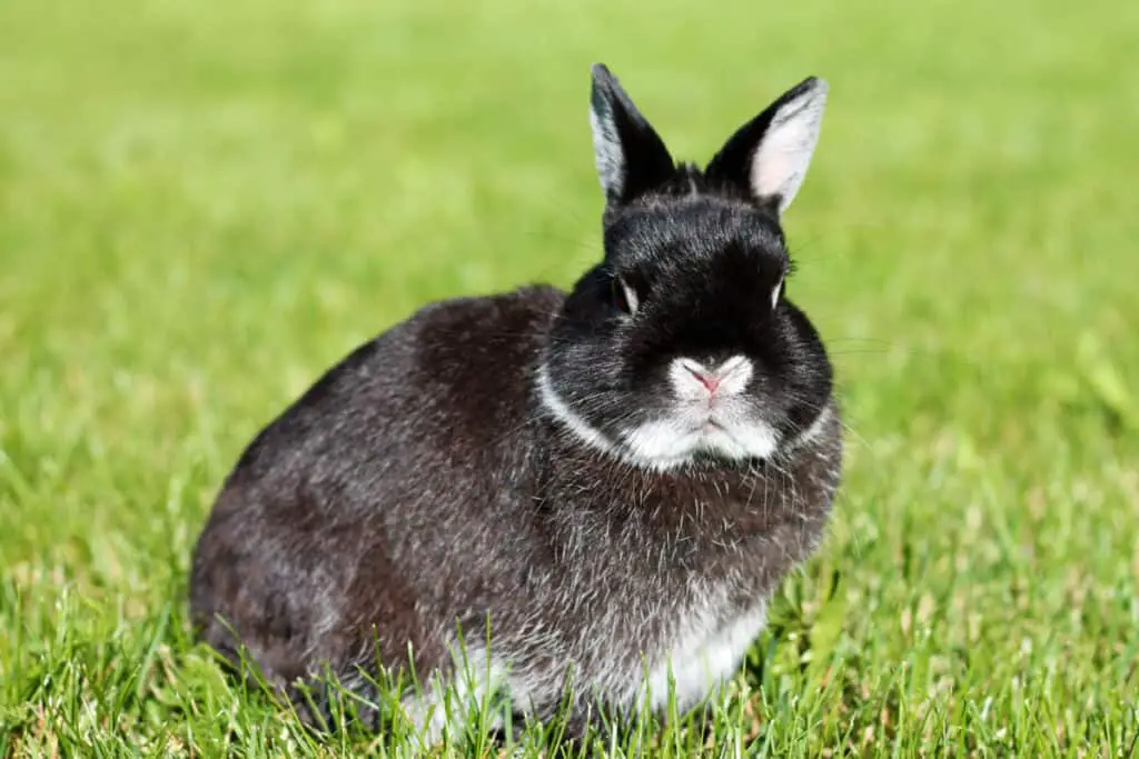 Little black rabbit on green grass background. Netherland Dwarf