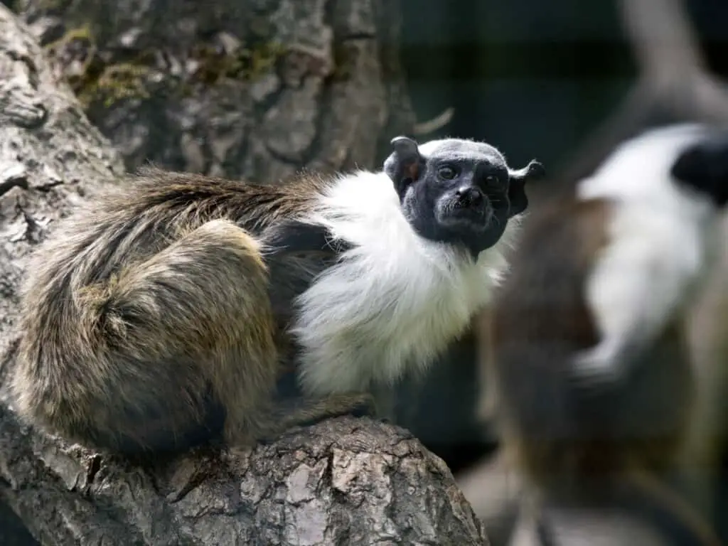 A Brazilian Bare-faced Tamarin, Saguinus bicolor, sits on a trunk and observes the surroundings.