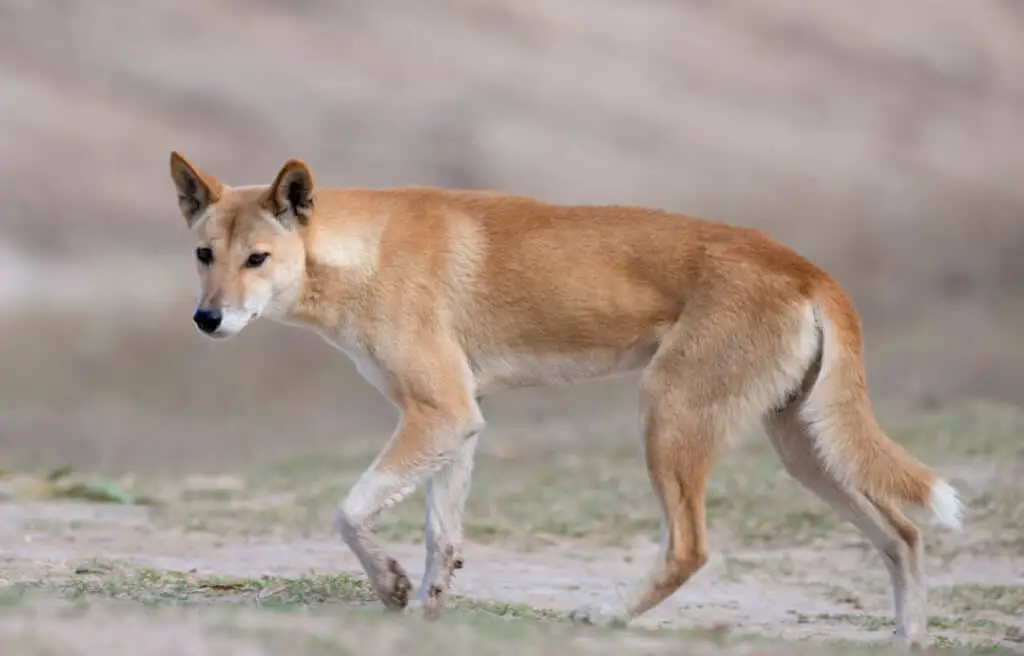 Australian dingo in desert country in outback Queensland, Australia.