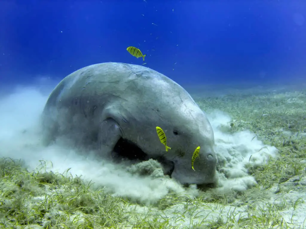 Isolated Dugongo Sea Cow while digging sand for food