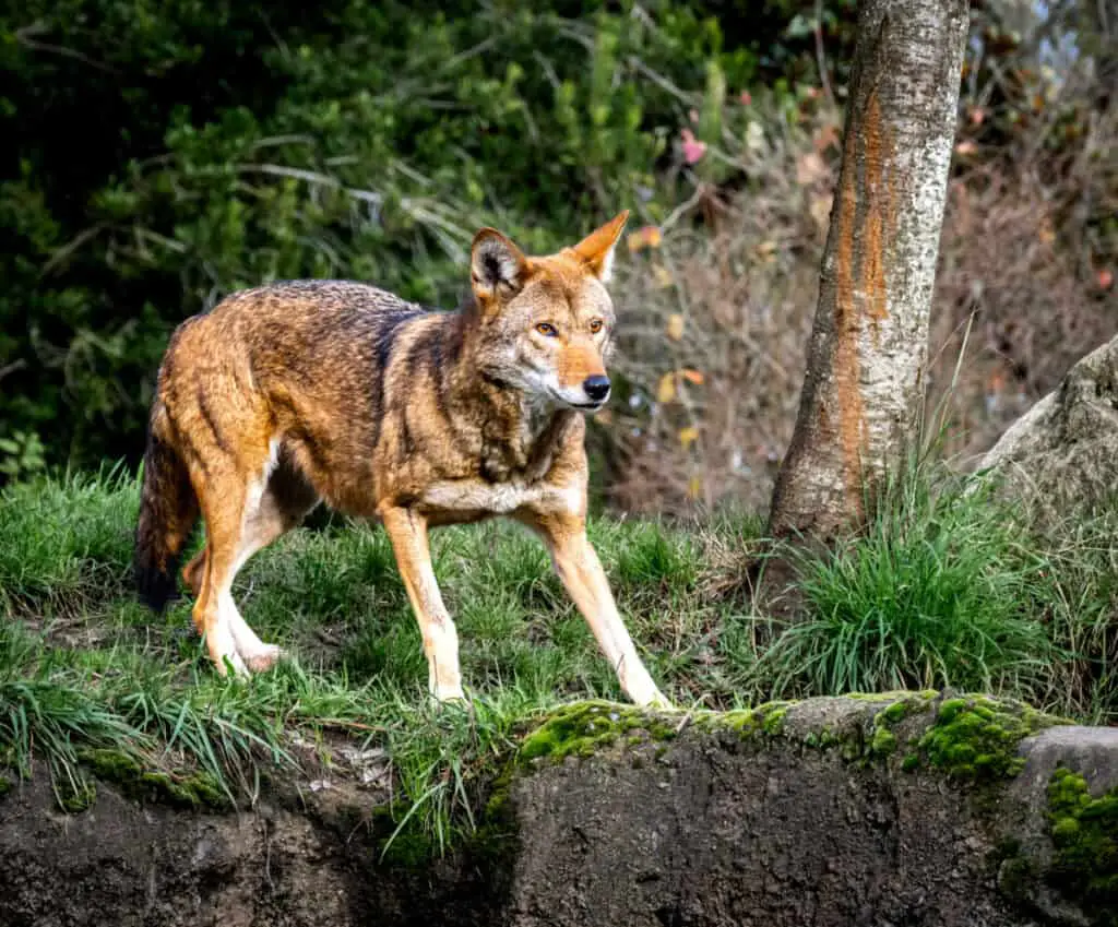 A beautiful red wolf about to pounce at Point Defiance Zoo