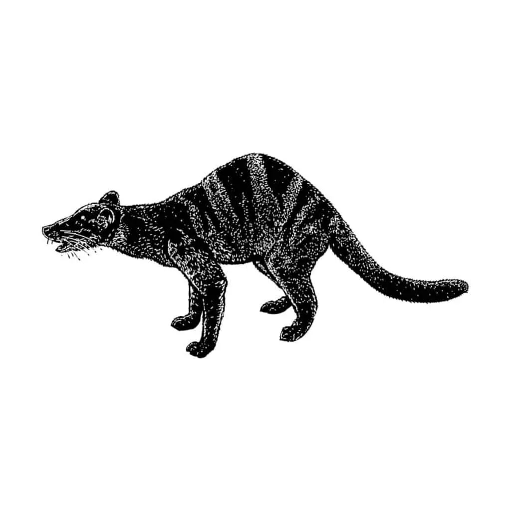 Banded Palm Civet hand drawing vector illustration isolated on b