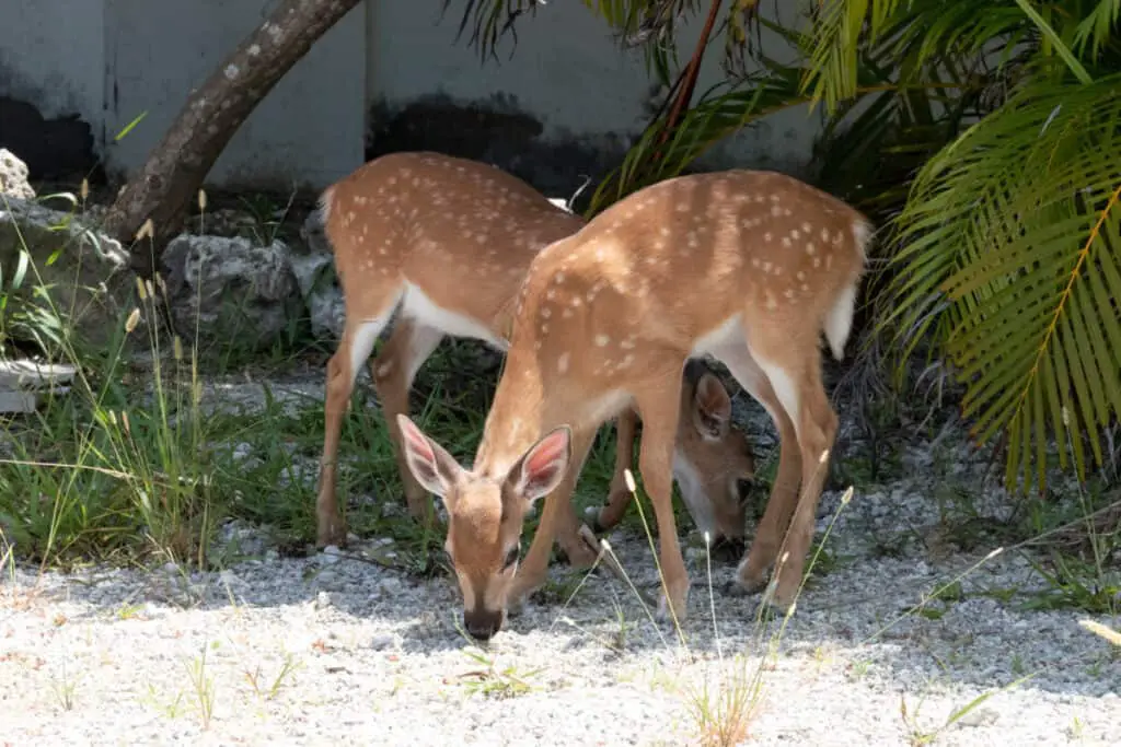 Key Deer in Big Pine Key, The Florida Keys