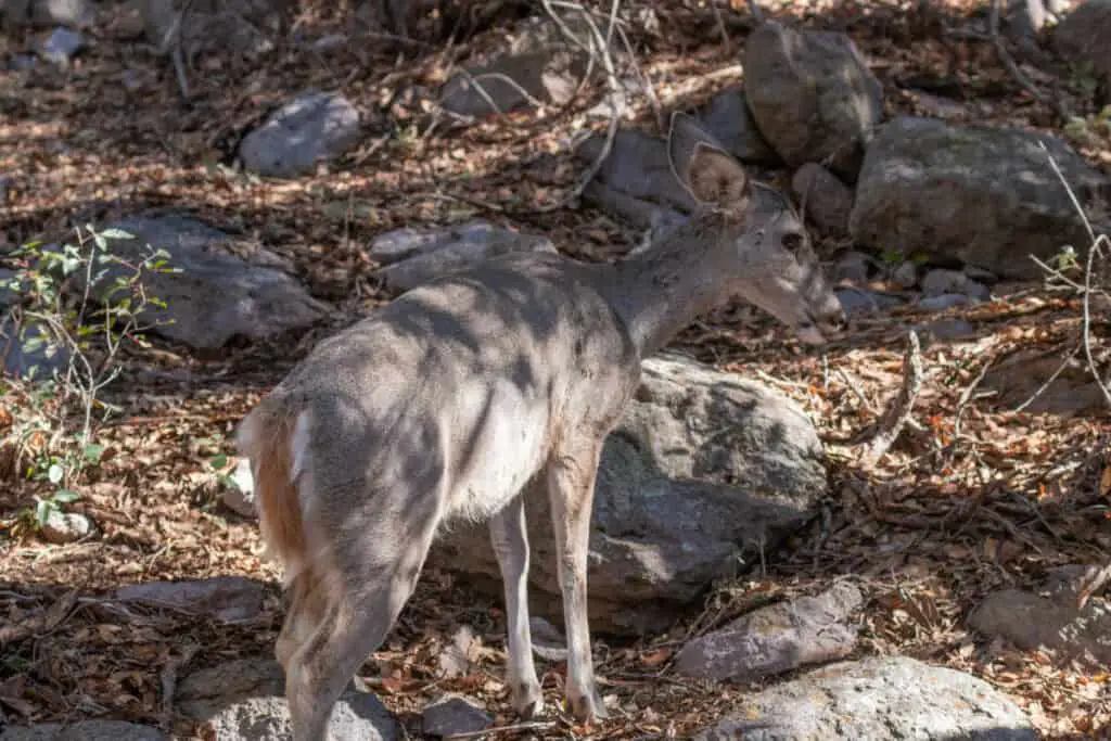 Coues Whitetail Deer Doe in Arizona