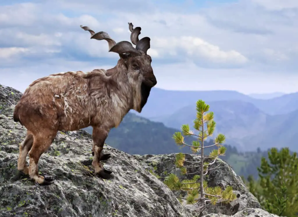 Markhor on rock in wildness area