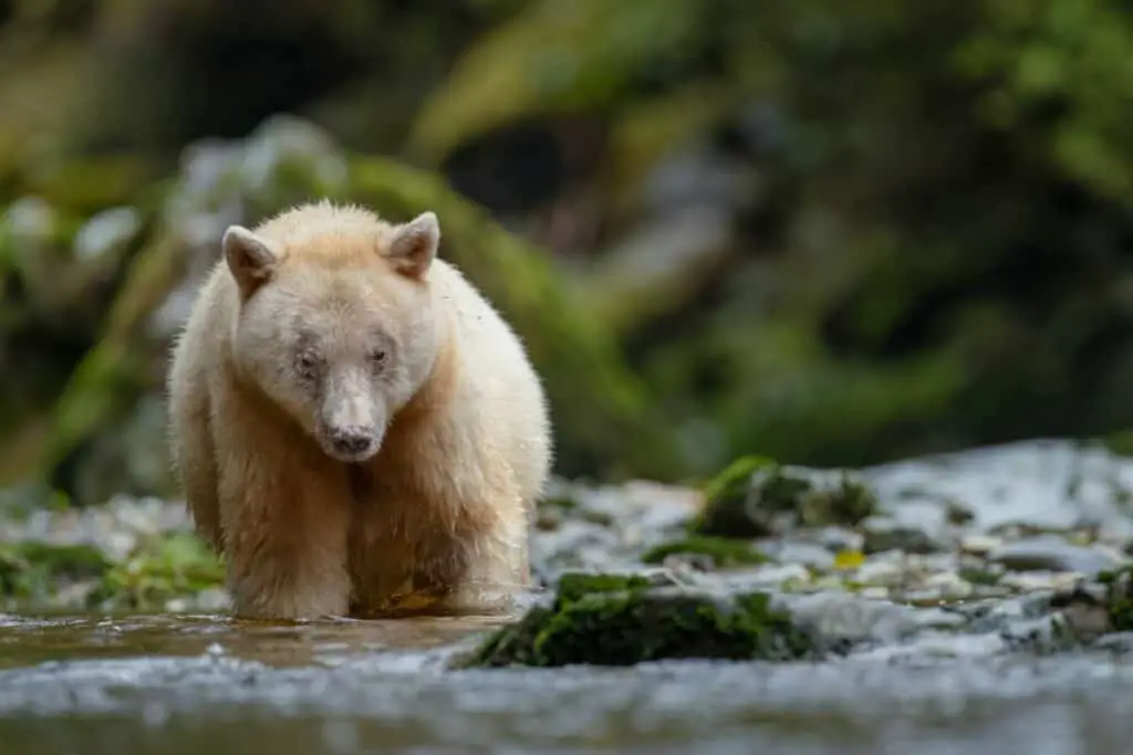 Fluffy spirit bear (Kermode bear) walking in the water