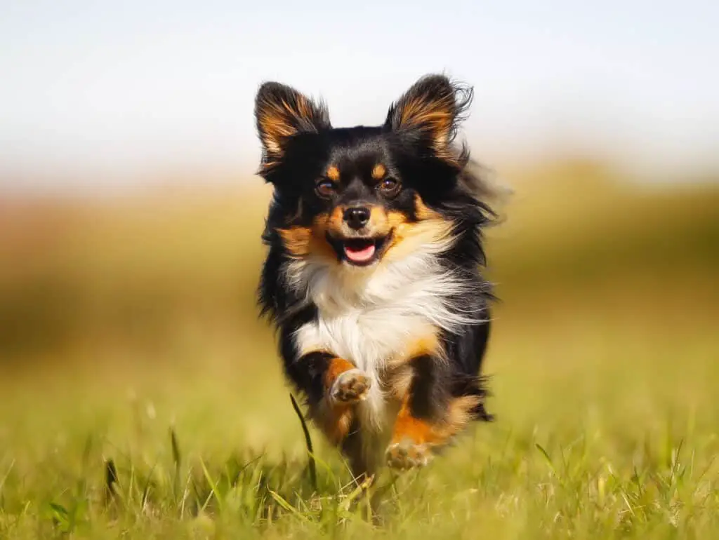 Chihuahua dog running towards the camera in a grass field.