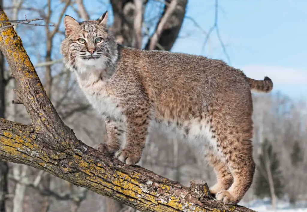 Bobcat (Lynx rufus) Stands on Branch - captive animal