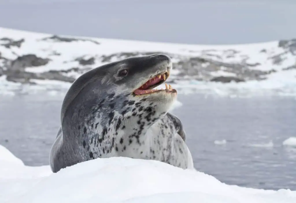 leopard seal which lies on an ice floe near the Antarctic coast