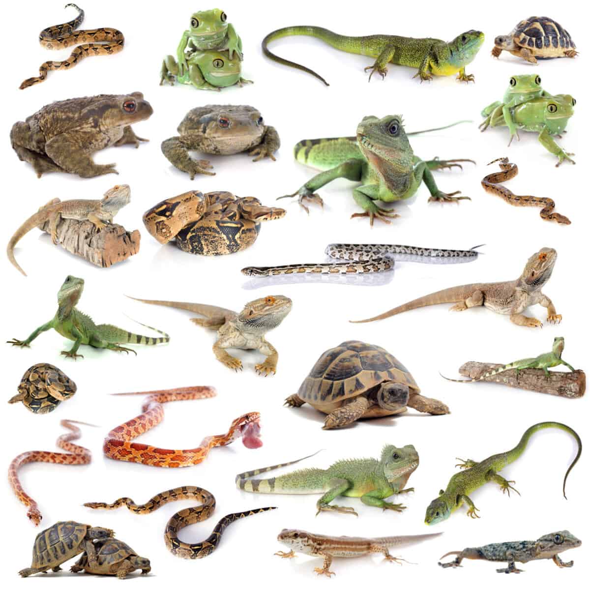 How Are Amphibians Different From Reptiles - Worldwide Nature