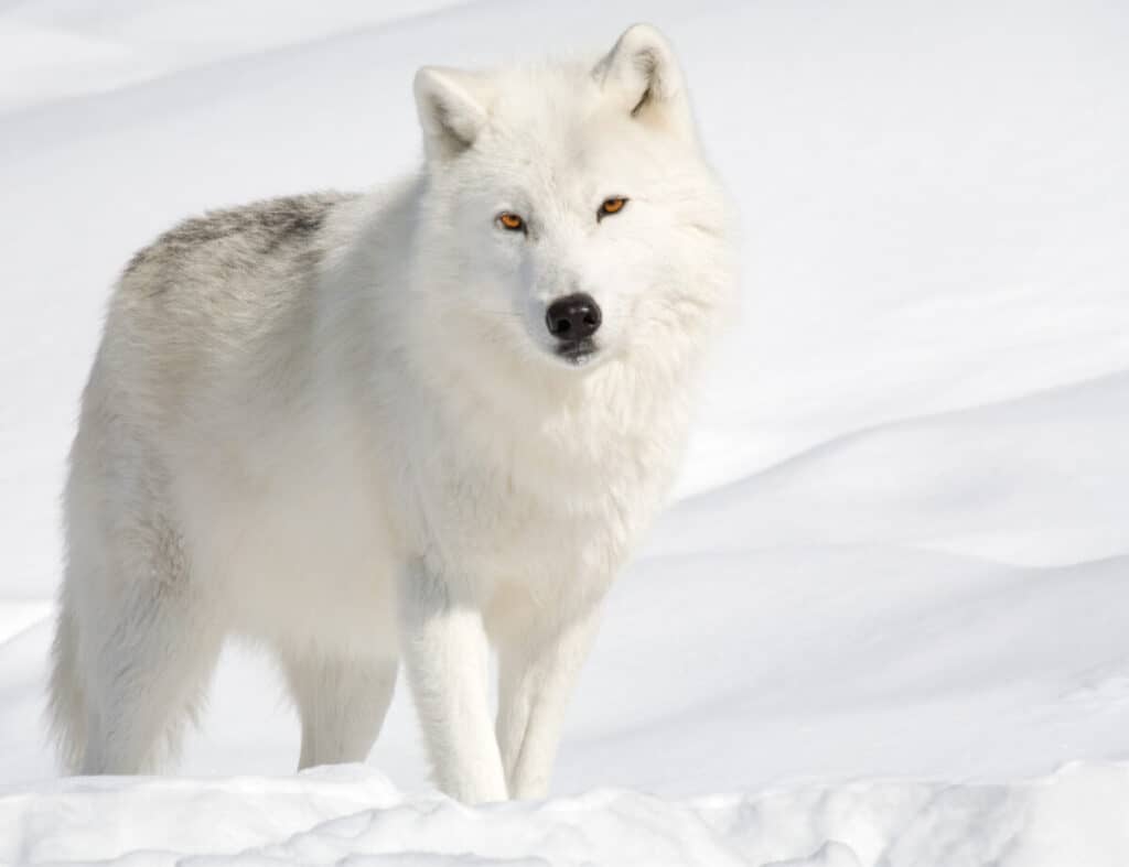 An arctic wolf in the snow is looking at the camera.
