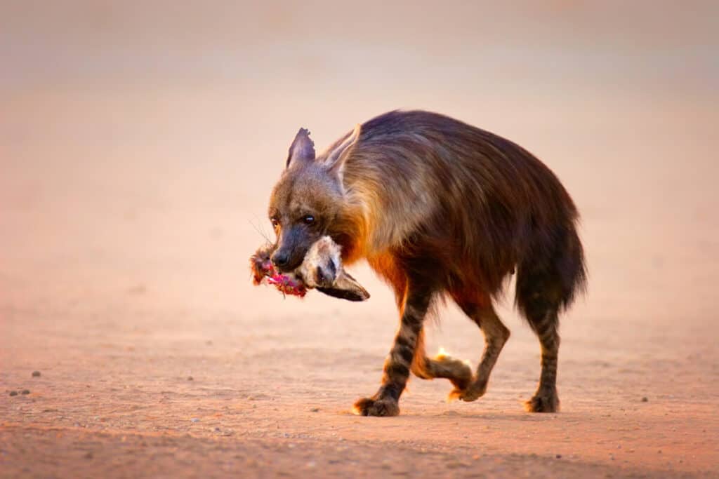 Brown hyena (Hyaena brunnea) with prey (baby bat-eared fox) in mouth - Kalahari desert (South Africa)