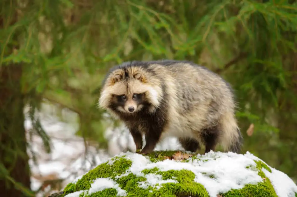 Raccoon dog walking in the winter forest