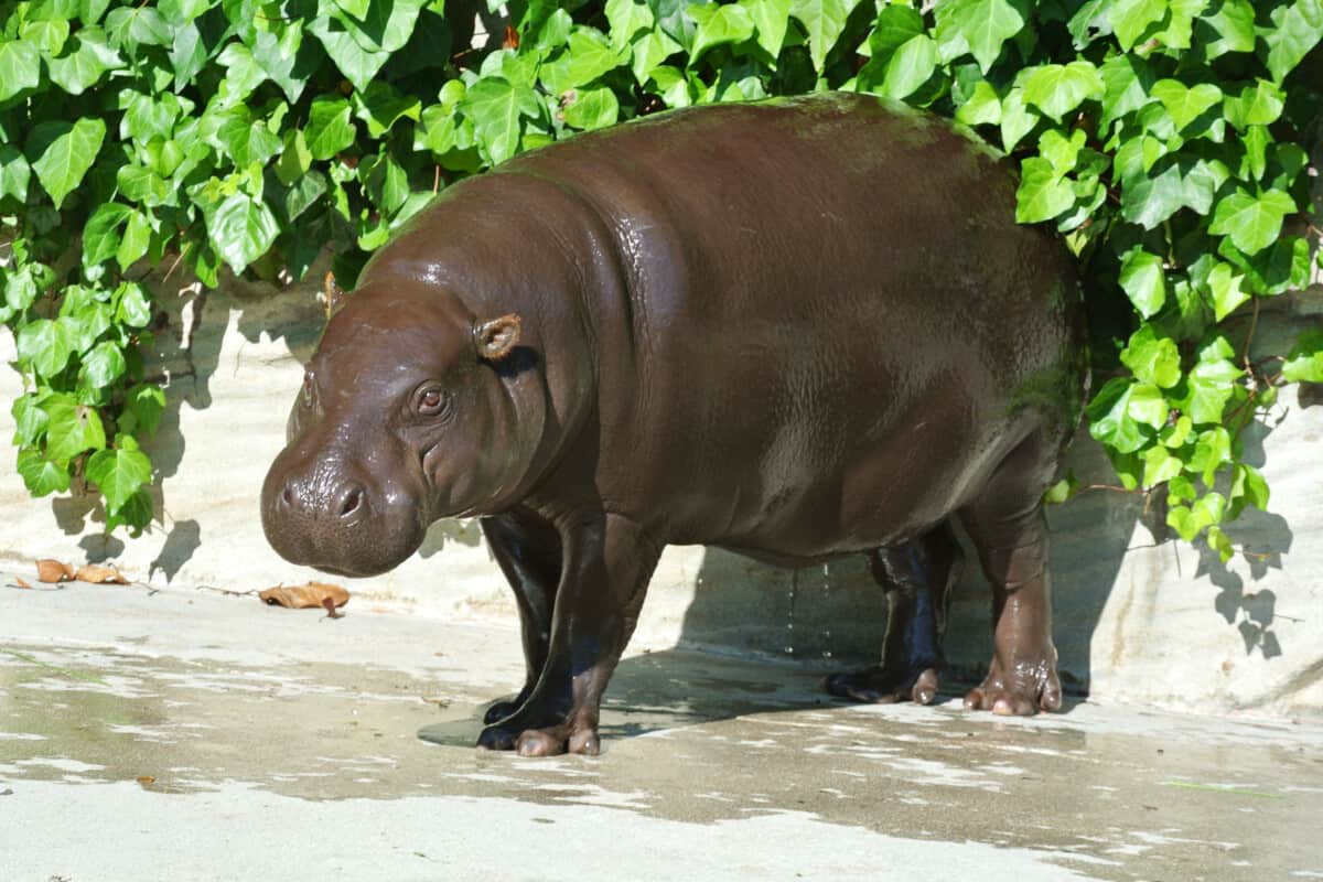 Family Hippopotamidae