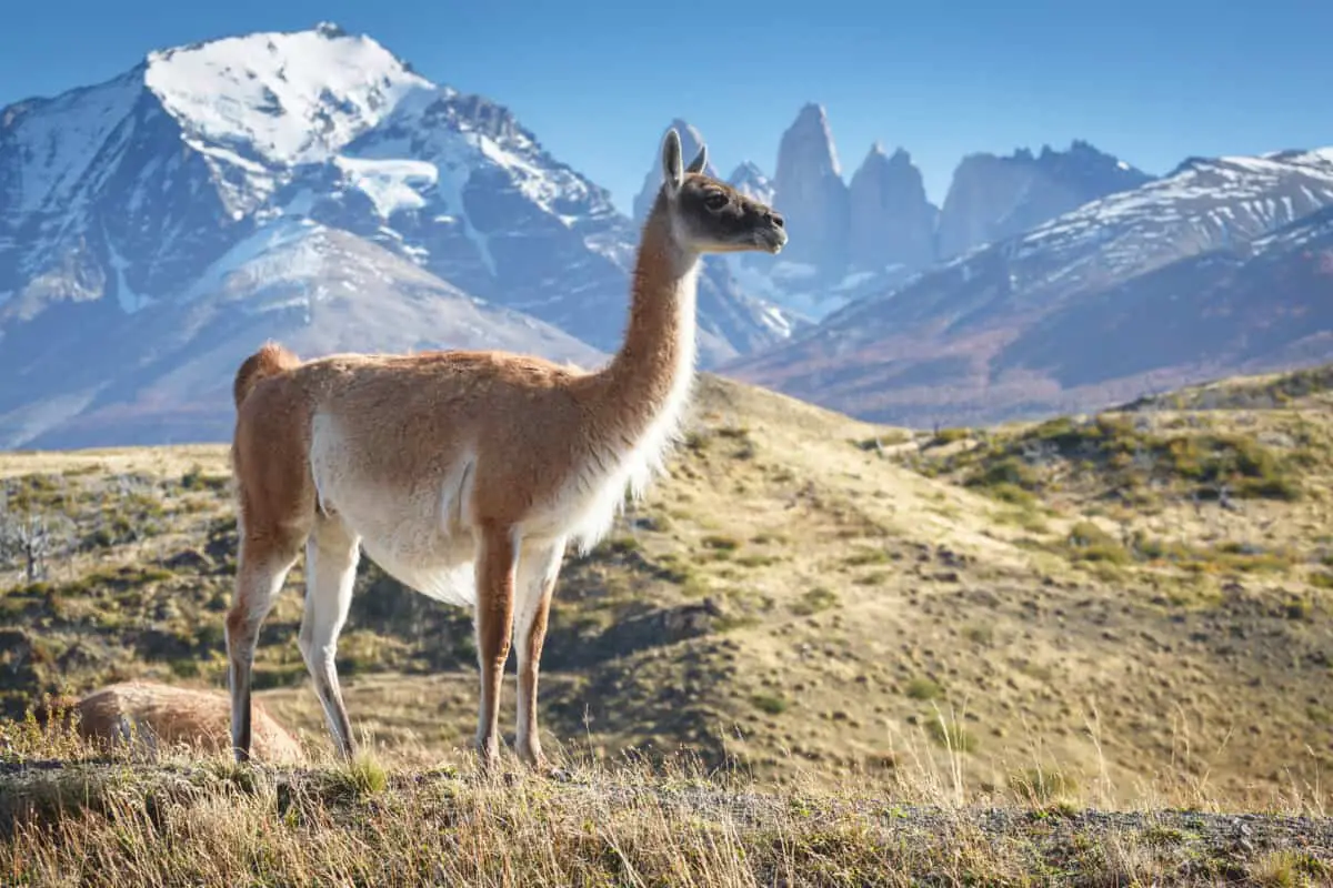 Genus Lama – New World Camelids - Worldwide Nature