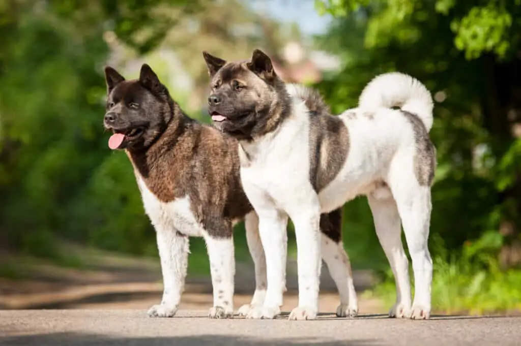 Two american akita shepherd dogs