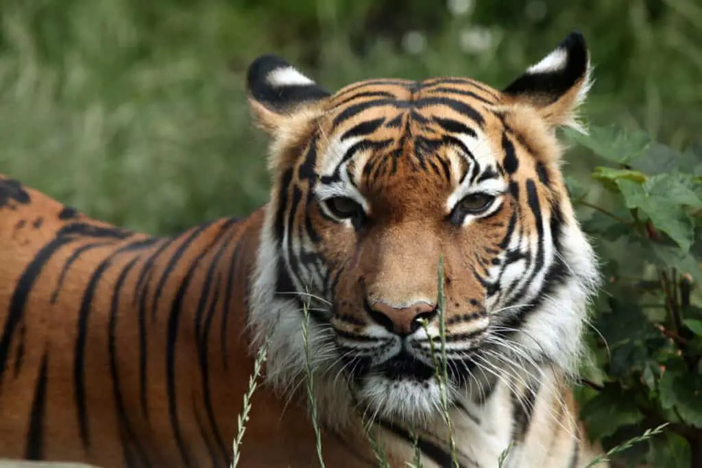 Malayan tiger (Panthera tigris jacksoni). Wildlife animal.