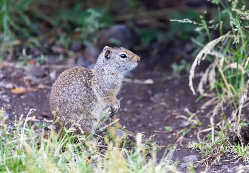 A Uinta Ground Squirrel.