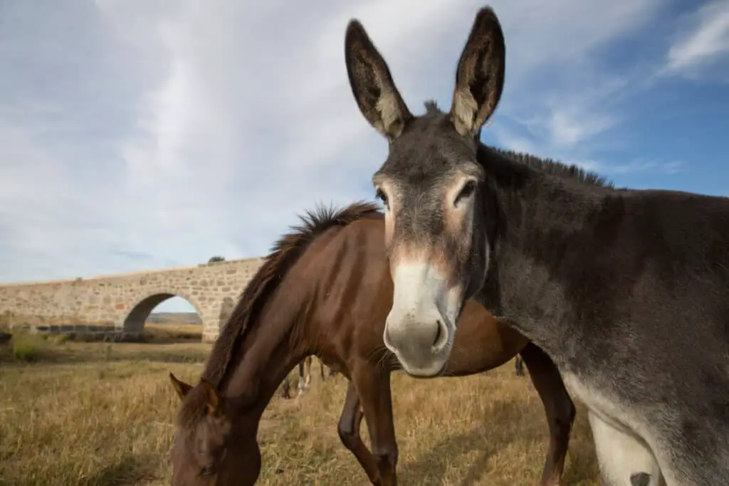 Portrait of a mule against blue sky