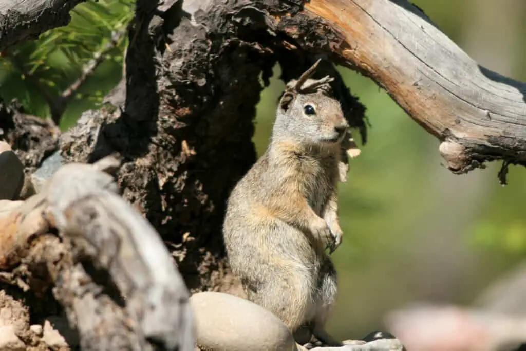 Uinta Ground Squirrel keeps a watchful eye on the photographer