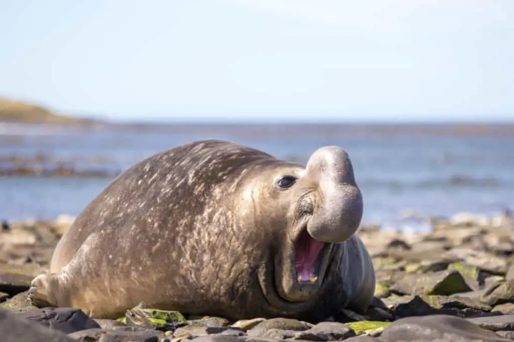 Southern Elephant Seal (Mirounga leonina) with funny expression. Falkland Islands.