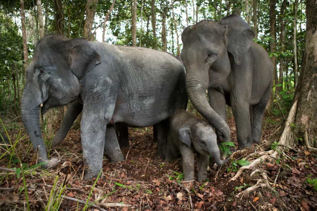 Three Asian elephants in the jungle. Indonesia. Sumatra. Way Kam