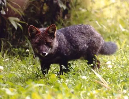Darwins Fox
