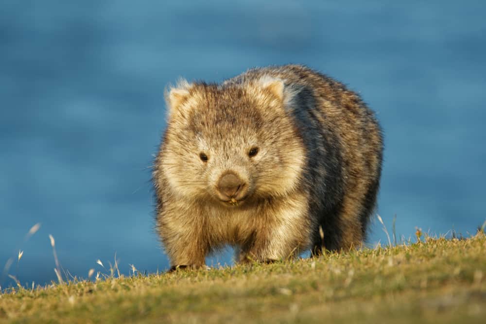 wombat