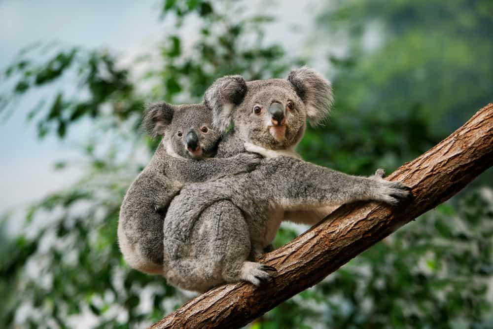 Koala,,Phascolarctos,Cinereus,,Female,Carrying,Young,On,Its,Back