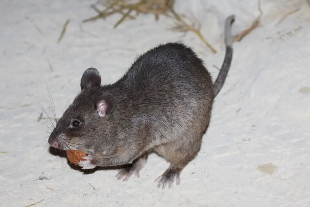 Gambian,Pouched,Rat,(cricetomys,Gambianus)