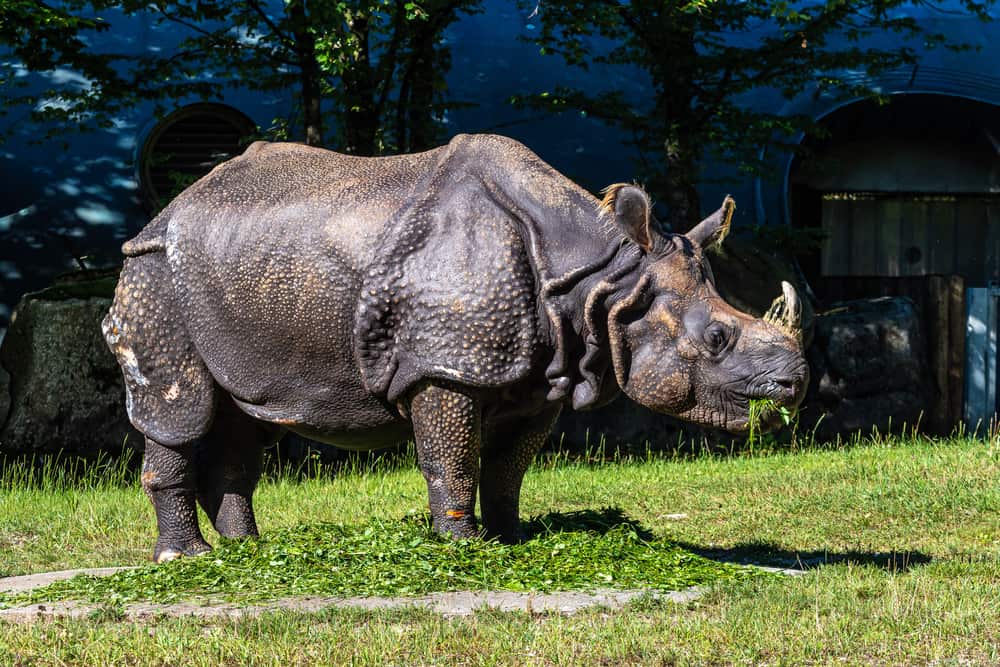 What Are The Predators Of The Indian Rhinoceross?