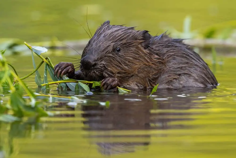 Wet,Eurasian,Beaver,Eating,Leaves,In,Swamp,In,Summer
