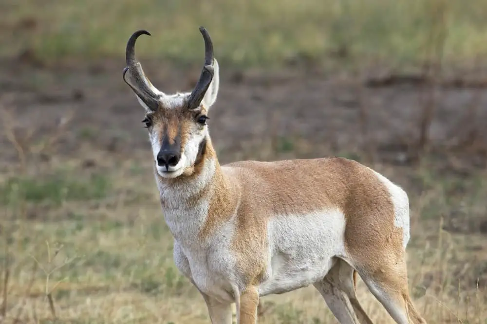 What Are The Predators Of Pronghorns?