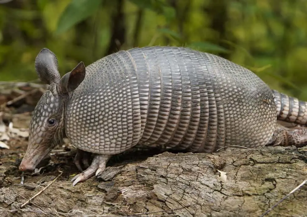 armadillo