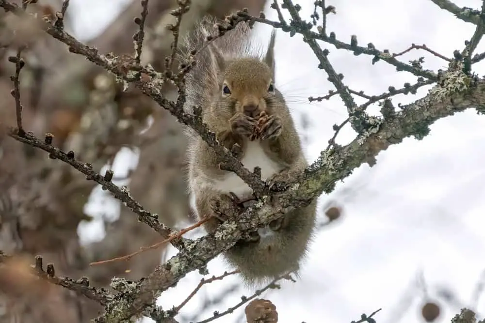 Japanese,Squirrel,Eating,Larch,Pinecones,In,A,Winter,Forest.