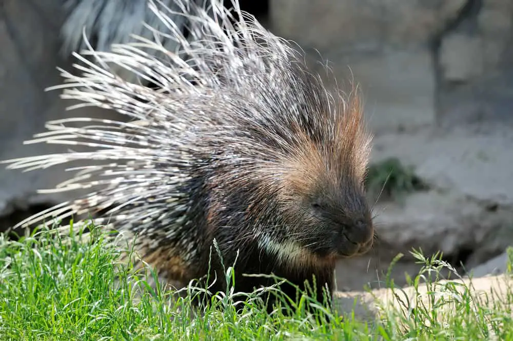 Close-up,Big,Young,Porcupine,On,Grass