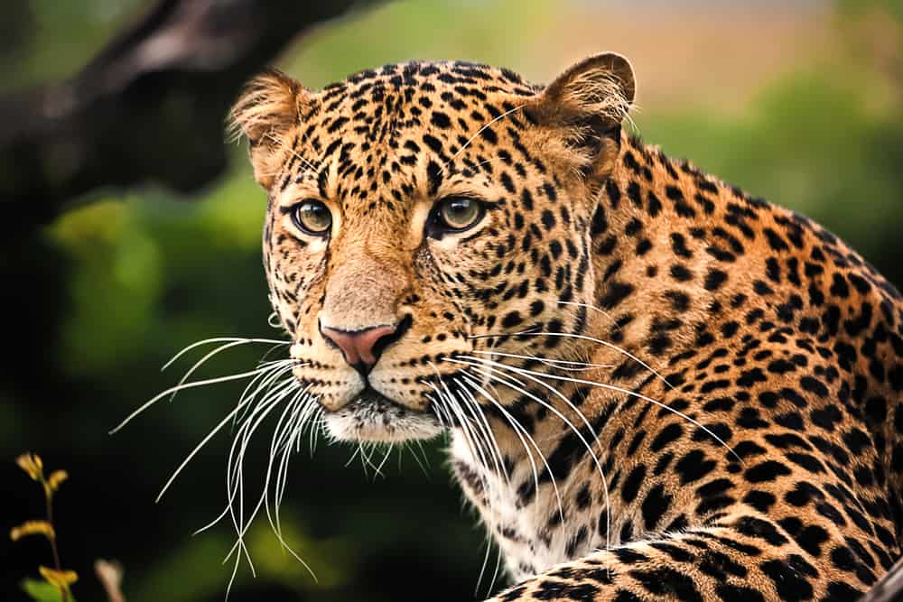 Leopard - Worldwide Nature