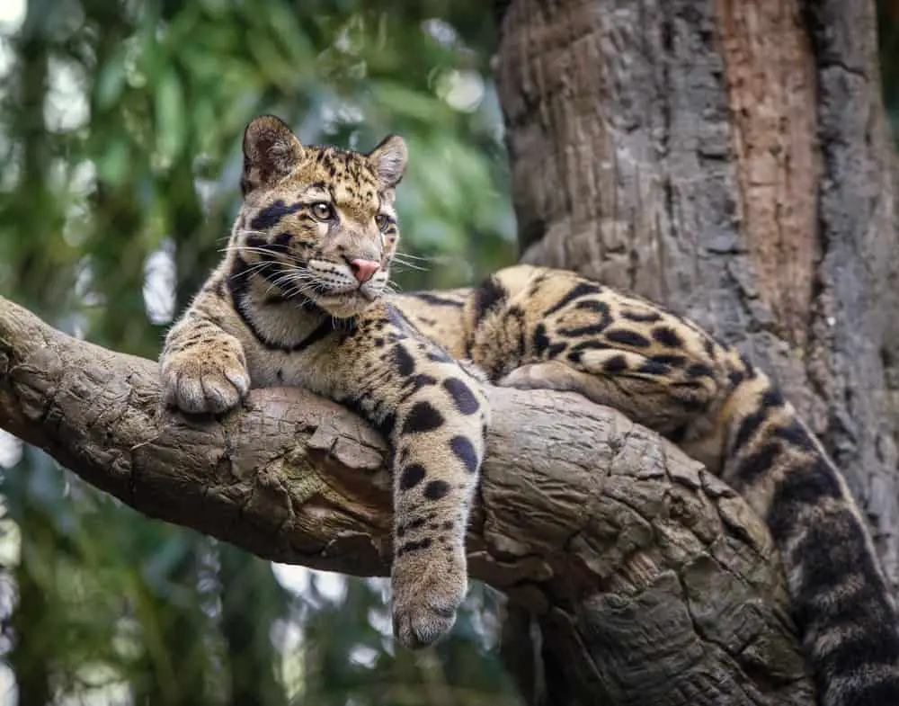 Clouded,Leopard,Stare